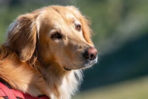 Ponte Sarasina SHC Zuchstätte