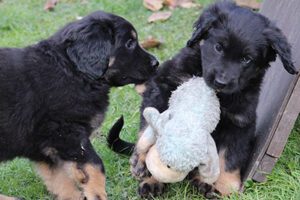 vom Toppwald SHC Zuchtstätte