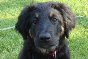 vom Weiherwiesgarten SHC Zuchtstätte