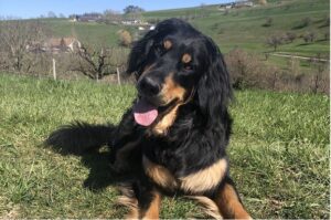 vom Alpensturm SHC Zuchtstätte