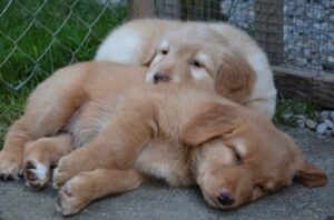 vom Wolfspiel SHC Zuchtstätte