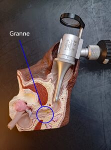 Hovithek_Ohr_Foto 1 (002)