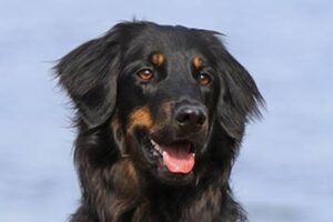 DogSportWorld_3_2_neu