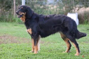 kl.FlameFeuerFreude.3 (002)_Pi