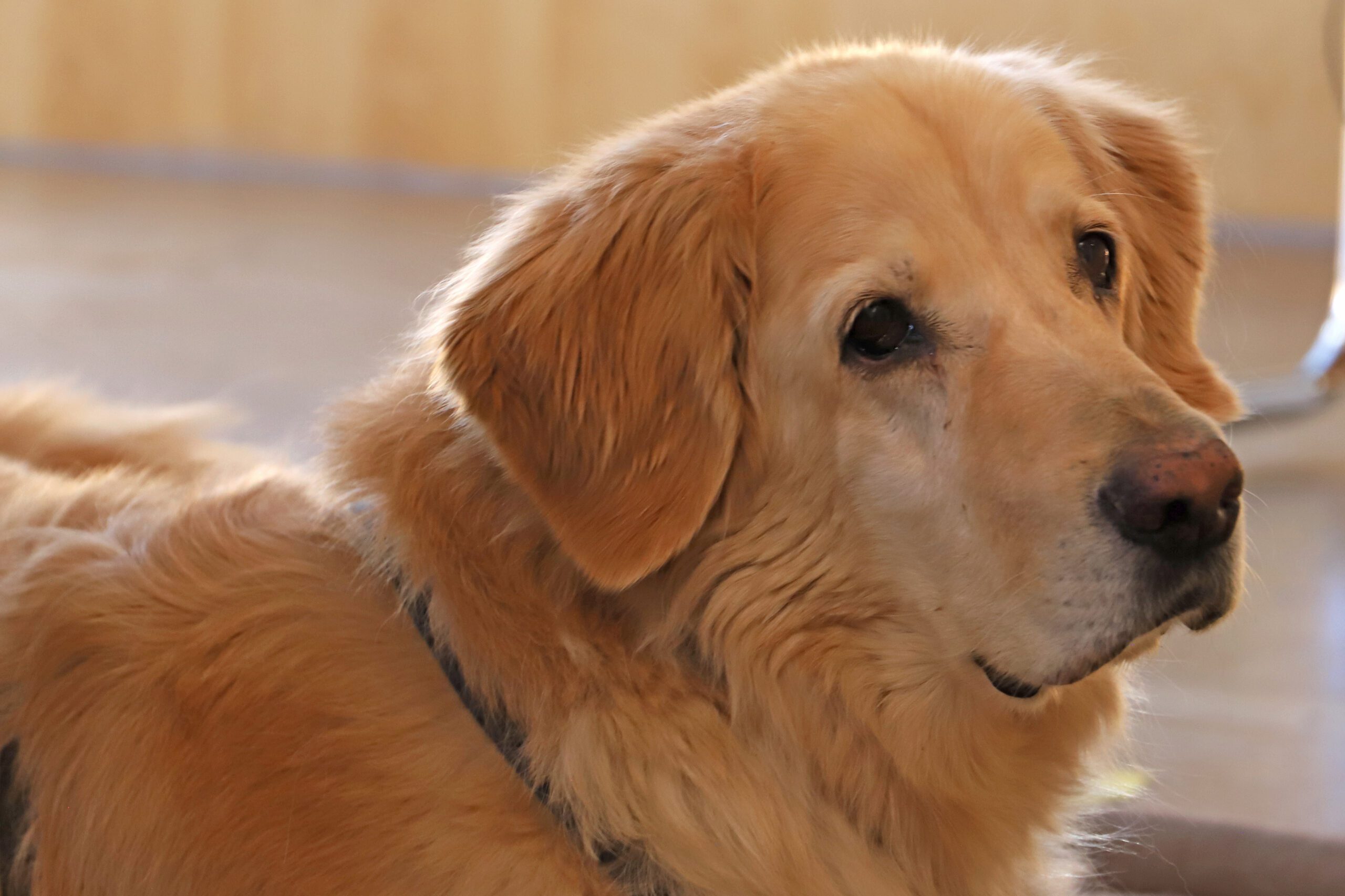 Auch sie hört mit Interesse zu...