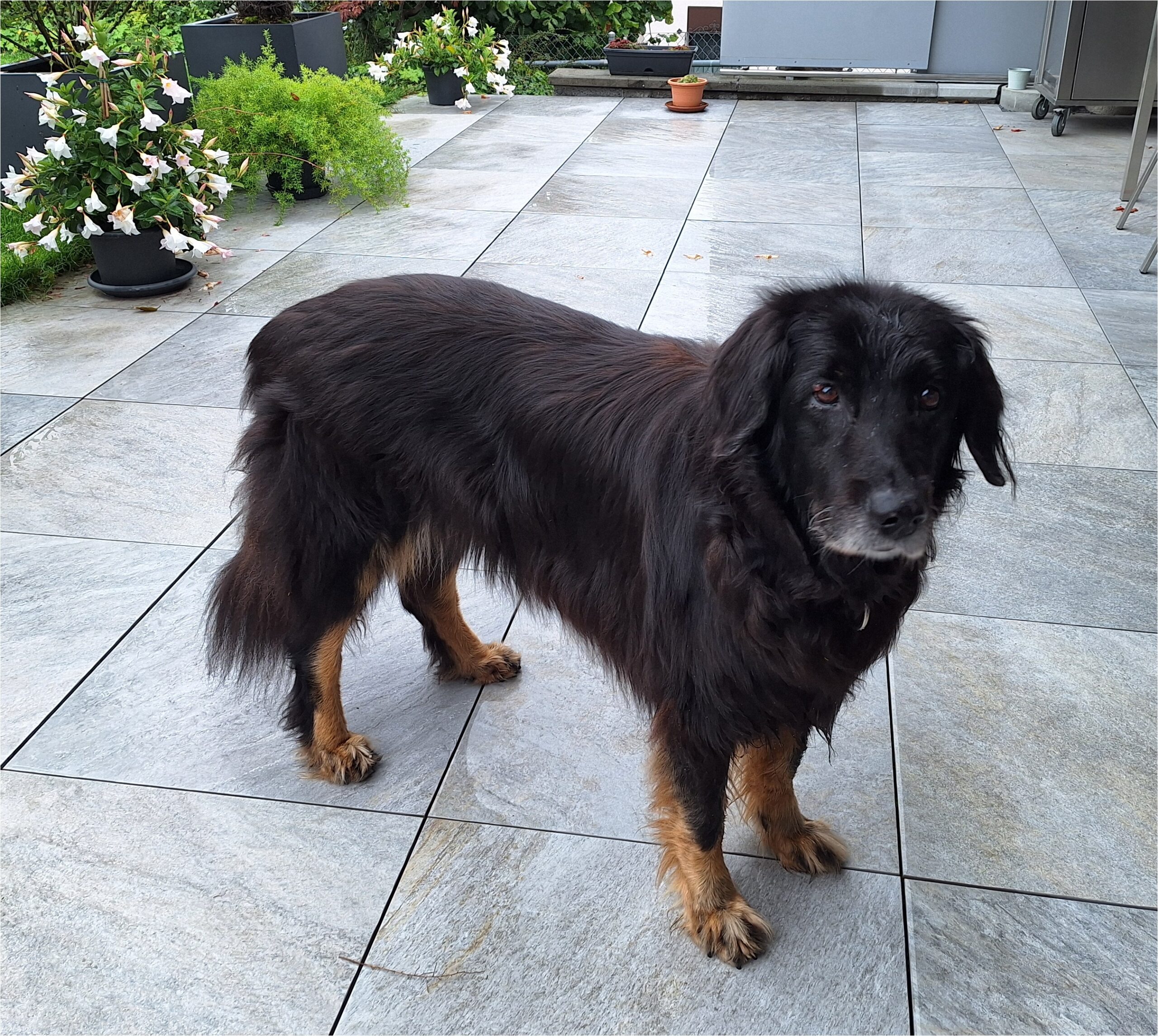 Xina vom Urwilerhof_2.jpg